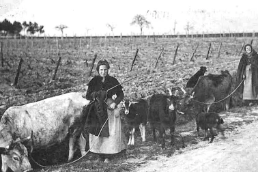 La campagne et les paysannes avec leurs troupeaux