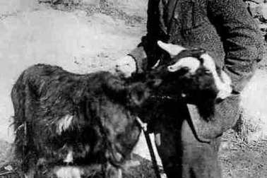 Cantal paysan du Segalas et sa chevre