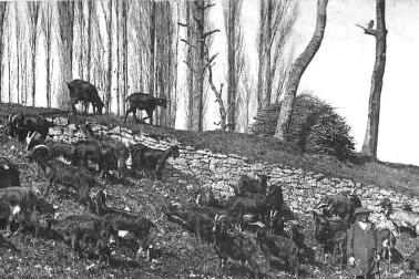 Le troupeau de chevres dans la campagne et son chevrier