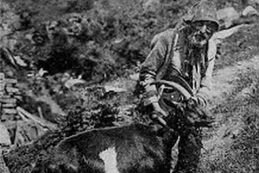 Quirin Dubiez  dit le cuisinier  conduisant une de ses chevres en montagne