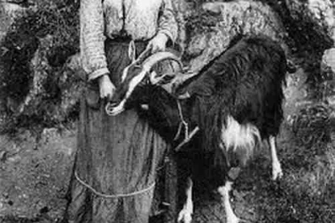 Type auvergnate une chevriere