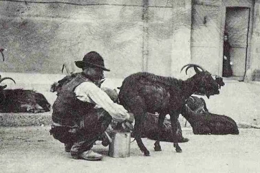Les chevres  la traite du chevrier