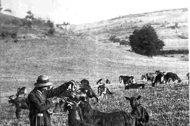 Les plus gourmandes  les chevres au paturage