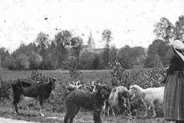 La gardeuse de chevres