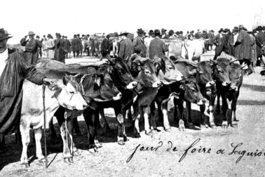 Des genisses de la race d Aubrac a la foire