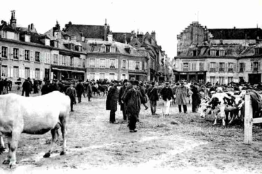 Le marche aux vaches