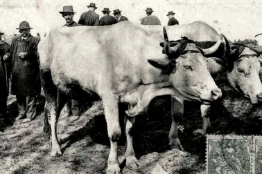 Cantal attelage de boeufs