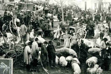 La marche au porcs en campagne