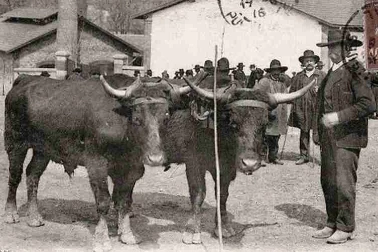Cantal Attelage de boeufs de Salers accouples pour le travail