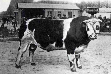 Presentation en 1923 au concours agricole d un taureau de race