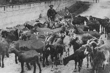 Troupeau de chevres et le chevrier