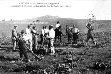 Environs-de-laguiole-les-arracheurs-de-gentiane-au-sommet-du-roc-du-cayla-alt-1400-m