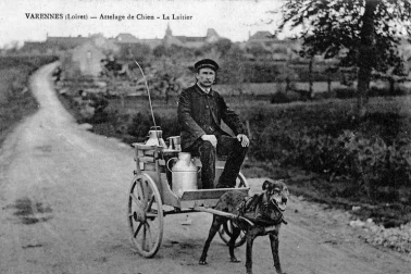 Attelage de chien le laitier