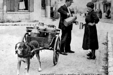 Attelage de chien la laitier en 1919