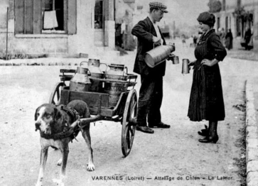 Laitiers et laitières
