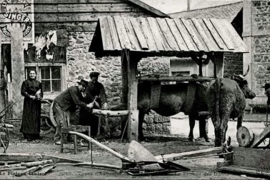 L Auvergne petits metiers Le marechal ferrand le ferrage des boeufs Types d Auvergne