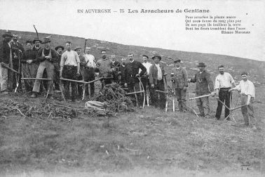 Auvergne-les-arracheurs-gentiane-agriculture