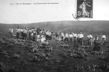 Sur-la-montagne-les-extracteurs-de-gentiane st-chely-d-aubrac