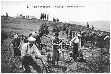 Arrachage et recolte de la gentiane