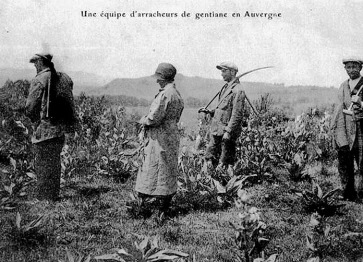 Arracheurs de gentiane