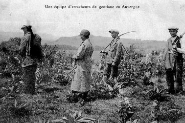 Une equipe d arracheurs de gentiane en Auvergne