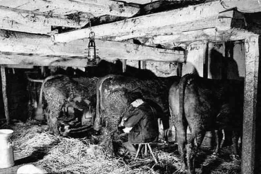 Cantal La traite dans une etable