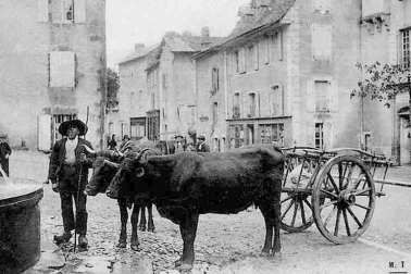 Attelage de Salers sur la place de Vic sur Cere