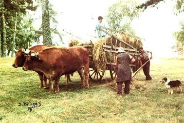 Fenaison avec boeufs a Neuveglises dans le Cantal