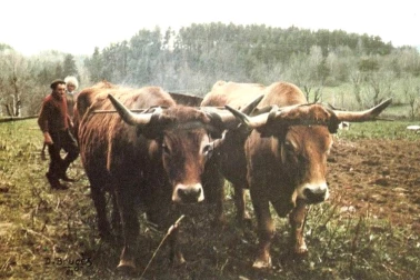 Travaux des champs avec boeufs a Neuvelise dans le Cantal