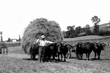 La fenaison moisson dans les annees 60