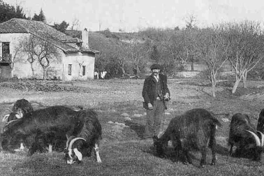 Troupeaux de chevres avec le chevrier
