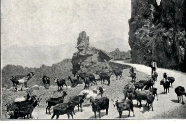 Les chevres a travers les calanches piana en Corse