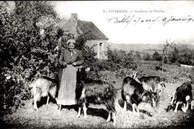 Nivernais Gardeuse de Chevres