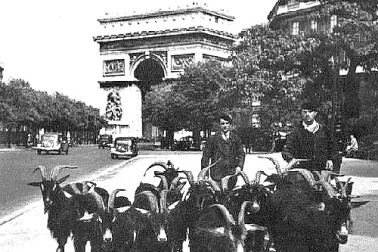 Un troupeau de chevres a Paris dans la capitale