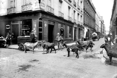 Les chevres en ville