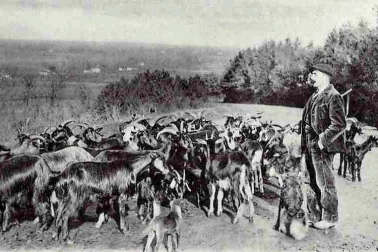 Chevrier des montagnes