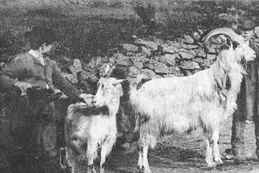 Le chevrier et le bouc