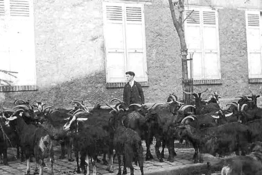 Chevrier dans la ville - Lait fromages