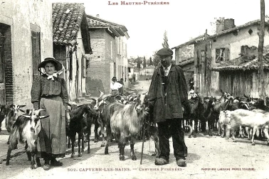 Chevrier Pyreneen  les Hautes-Pyrenees