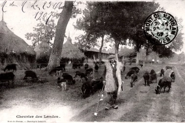 Chevrier des Landes