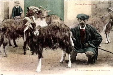 Pyrenees le chevrier et son troupeau