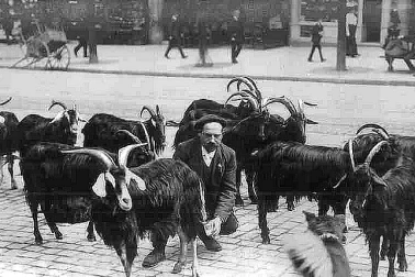 Le chevrier emmene ses chevres a travers rue et procure du lait au besoin