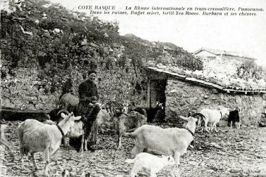 Chevriere et son troupeau de chevres