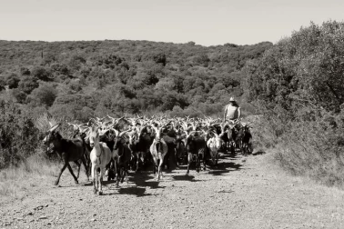 Retour du chevrier avec son troupeau