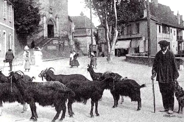 Chevrier et son troupeau dans le village