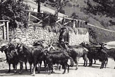 Retour du chevrier