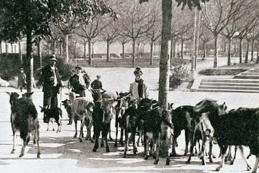 Le chevrier et son troupeau dans la ville