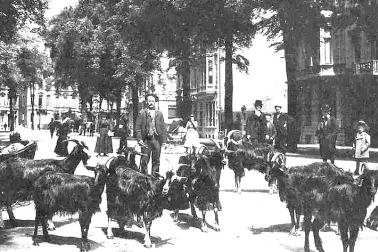 Marchand de lait de chevres