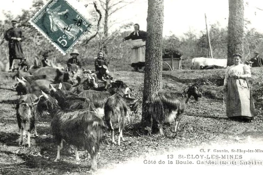 Gardeuse de chevre a SAINT ELOY LES MINES