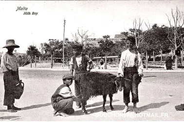 La traite de la chevre
